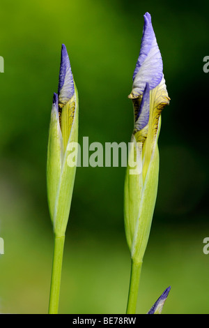 Ungeöffneten Blüten der Sibirischen Schwertlilie (Iris Sibirica), Fischbachau, Bayern, Deutschland, Europa Stockfoto