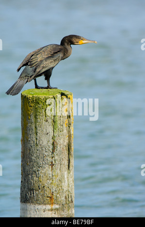 Kormoran, Phalacrocorax Carbo, thront auf einem hölzernen Pfosten über Wasser Stockfoto