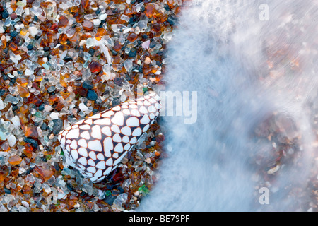 Muschel am Strand von Glas. Kauai, Hawaii. Stockfoto