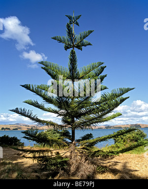 Norfolk Insel Pine (Araucaria Heterophylla), Neuseeland Stockfoto
