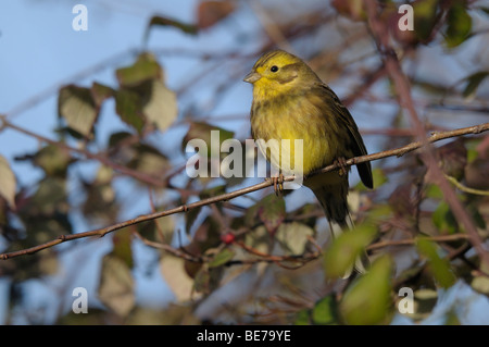 Goldammer thront auf Zweig. Stockfoto