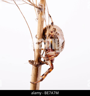 Orb-Weaver Spinnenarten (Larinioides Cornutus), Weiblich Stockfoto