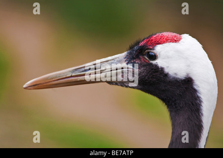 Rot-gekrönter Kran, japanischen oder Manchurian Kran (Grus Japonensis) Stockfoto