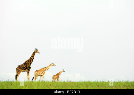 Giraffe im Murchison Falls National Park in Uganda. Stockfoto