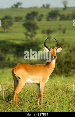 Kob (Kobus Kob Thomasi) im Murchison Falls National Park in Uganda. Stockfoto