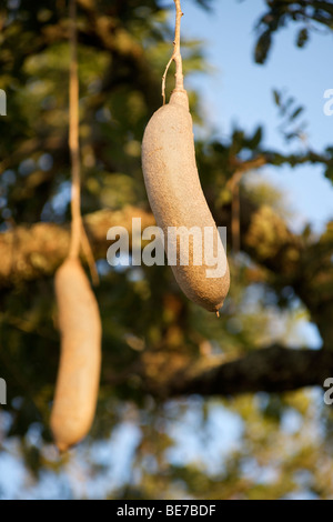 Frucht des Baumes Wurst (Kigelia Africana) im Murchison Falls National Park in Uganda. Stockfoto