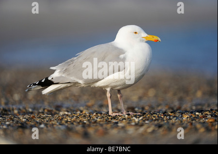 Silbermöwe (Larus Argentatus) Stockfoto