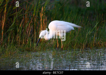 Silberreiher (Casmerodius Albus, Egretta Alba), mit einem Molch, stehend im Wasser, Burgenland, Österreich, Europa Stockfoto