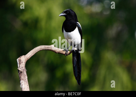 Elster (Pica Pica) thront auf Zweig Stockfoto