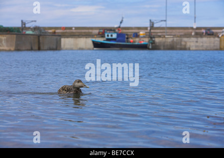 Gemeinsamen Eiderente Somateria Mollissima weiblich im Weitwinkel Schuss auf gemeinsame Hafen, Northumberland, England im Juni. Stockfoto