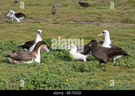 Balzinteraktion zwischen 3 verschiedenen Vogelarten: Subadulter Kurzschwanzenalbatros, Leysan Albatros und Schwarzfußalbatros auf dem Midway-Atoll Stockfoto