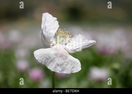 Blüte der Schlafmohn (Papaver Somniferum), Österreich, Europa Stockfoto