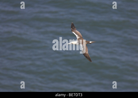 Am nördlichen Basstölpel Morus Bassanus während des Fluges in Bempton Cliffs, Yorkshire, Großbritannien im Juni. Stockfoto