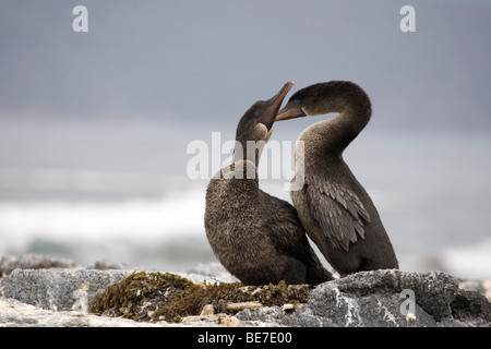 Flightless Cormorant (Phalacrocorax harrisi) courtship auf der Insel Fernandina auf den Galapagos-Inseln, Ecuador Stockfoto