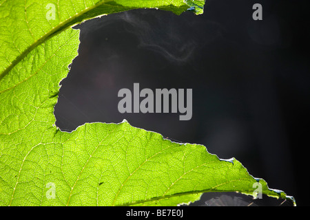 Trebah; Gunnera Blatt und pollen Stockfoto