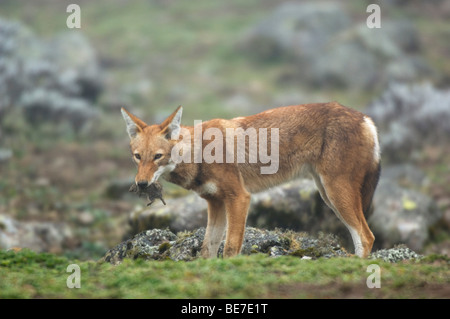 Äthiopischer Wolf (Canis Simensis) Essen ein Maulwurf Ratte, Sanetti Plateau, Bale-Mountains-Nationalpark, Äthiopien Stockfoto