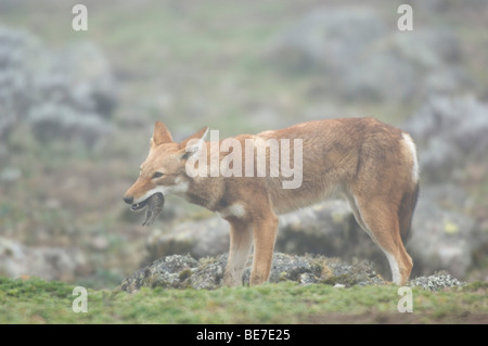 Äthiopischer Wolf (Canis Simensis) Essen ein Maulwurf Ratte, Sanetti Plateau, Bale-Mountains-Nationalpark, Äthiopien Stockfoto