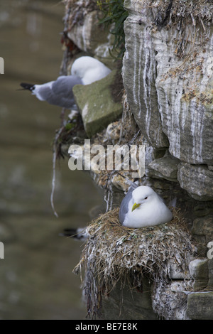 Schwarz-legged Kittiwake Rissa Tridactyla Erwachsene Inkubation auf Nester an gemeinsame, UK im Juni. Stockfoto
