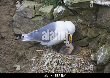 Schwarz-legged Kittiwake Rissa Tridactyla Elternteil Fütterung Küken im Nest an gemeinsame, UK im Juni. Stockfoto