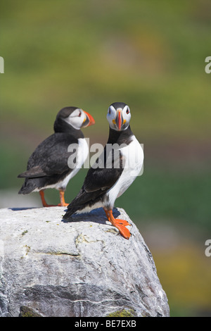 Atlantic Papageitaucher Fratercula Arctica gehockt Felswand in Northumberland, England im Juni. Stockfoto