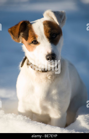 Hundesitting im Schnee, Porträt Stockfoto