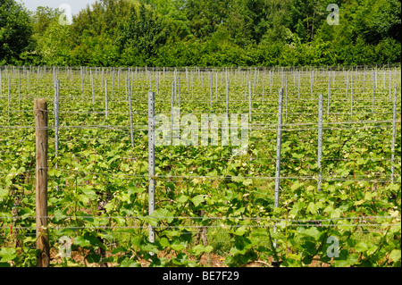 Weinbau-Weinberg in der Nähe von Überlingen am Bodensee, Baden-Württemberg, Deutschland, Europa Stockfoto