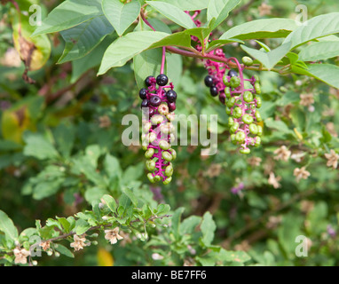 Frankreich-Familie Phytolaccaceae Phytolacca Decandra mit lila und grüne Beeren. Stockfoto