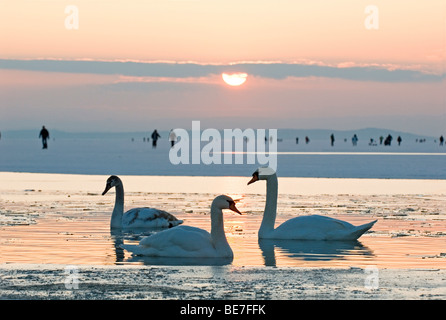 Höckerschwäne (Cygnus Olor) im Abendlicht auf dem Neusiedler See im Winter, Neusiedlersee, Burgenland, Austria, Europe Stockfoto