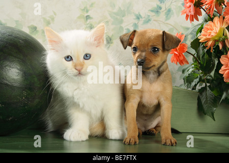 Tierfreundschaften zwischen Hund und Katze: Heilige Katze von Burma Kitten und Russkiy Toy Terrier Welpen sitzen nebeneinander Stockfoto