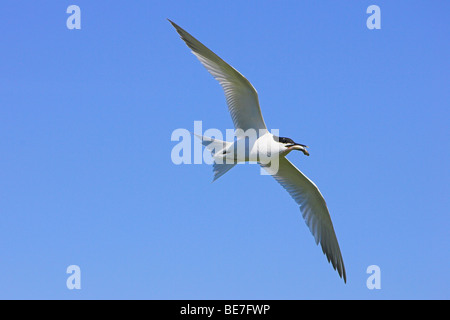 Sandwich Tern Sterna Sandvicensis im Flug, mit Fisch in Northumberland, England im Juni. Stockfoto