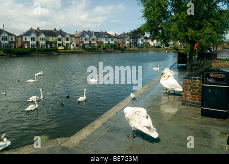 Der Mühlenteich in der EMS mit Schwänen in Emsworth in Hampshire nach Regenfällen führt Stockfoto