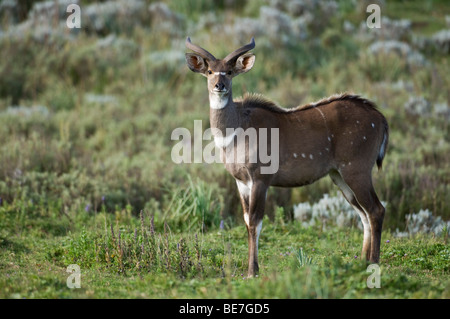 Berg-Nyala (Tragelaphus Buxtoni), Bale-Mountains-Nationalpark, Äthiopien Stockfoto