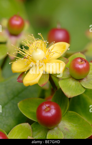 Tutsan (Hypericum Androsaemum) Blumen und Beeren, England, UK Stockfoto