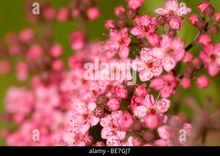 Japanische Spiraea (Spiraea Japonica) in Blüte Nahaufnahme Stockfoto