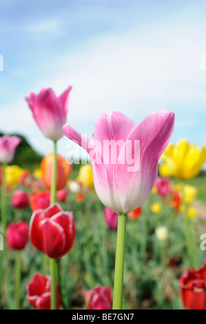 Tulpen auf einer Wiese in der Nähe von Ambach, Starnberger See, Upper Bavaria, Bayern, Deutschland, Europa Stockfoto