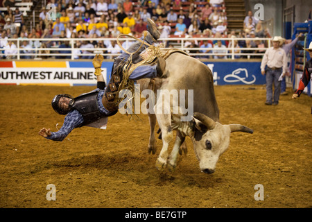 Rodeo Cowboy Bullenreiten beim Mesquite Championship Rodeo, Mesquite, Texas, USA Stockfoto