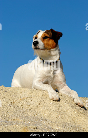 Parson Jack Russell Terrier, liegend Stockfoto