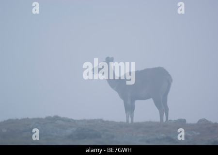 Berg-Nyala (Tragelaphus Buxtoni), Sanetti Plateau, Bale-Mountains-Nationalpark, Äthiopien Stockfoto