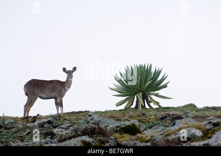 Berg-Nyala (Tragelaphus Buxtoni), Sanetti Plateau, Bale-Mountains-Nationalpark, Äthiopien Stockfoto