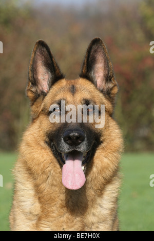 Schäferhund, 7 Jahre alt, Portrait Stockfoto