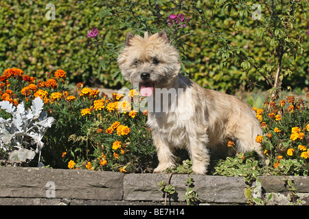 Cairn-Terrier stehend an der Wand Stockfoto