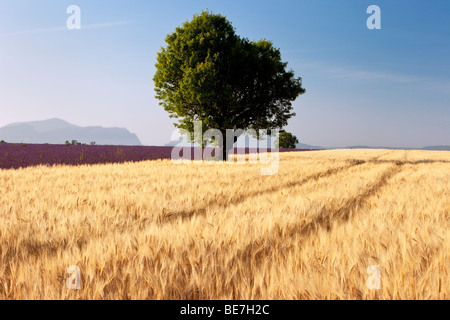 Gerste und Lavendel Felder in der Nähe von Puimoisson, Provence Frankreich Stockfoto