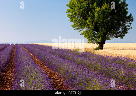 Lavendel und Weizen Felder in der Nähe von Puimoisson in Provence Frankreich Stockfoto