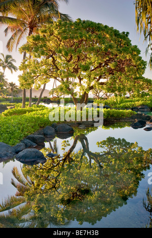 Pond reflecting trees. Grand Hyatt, Kauai, Hawaii Stockfoto
