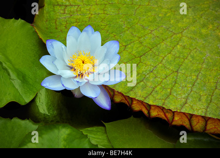 Nymphaea Gigantea Blüte. Hughes Wassergärten. Oregon Stockfoto