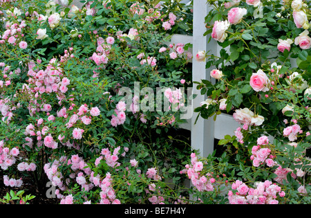 Tropical Twist Miniatur Rose und größeren Eden Rose am Zaun am Erbstück Gardens, St. Paul, Oregeon Stockfoto