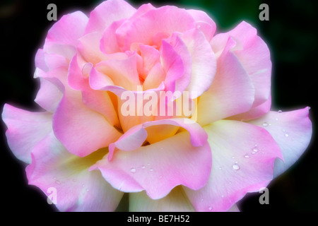 Frieden-Rose. Heirlom Rosengarten. St. Paul, Oregon Stockfoto