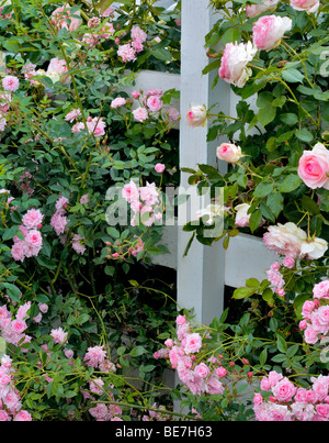 Tropical Twist Miniatur Rose und größeren Eden Rose am Zaun am Erbstück Gardens, St. Paul, Oregeon Stockfoto