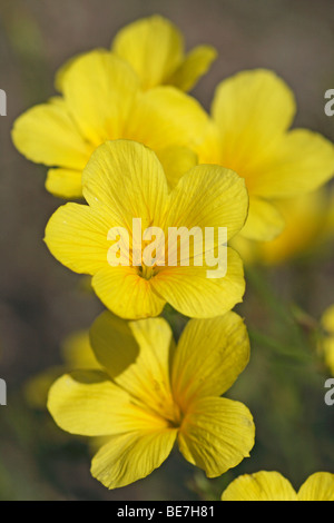 Gelber Flachs (Linum Flavum) Stockfoto