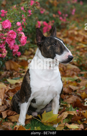 Miniatur Bullterrier sitzen im Herbst Blätter Stockfoto